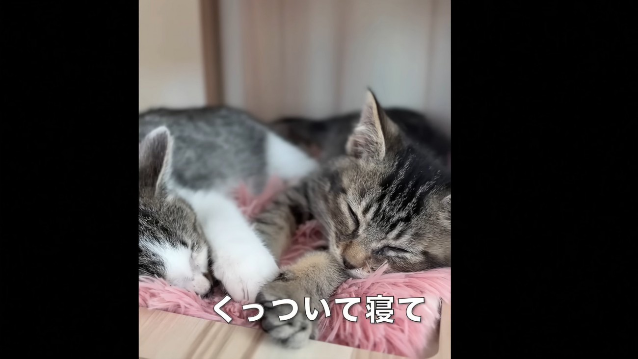 寝ている2匹の子猫