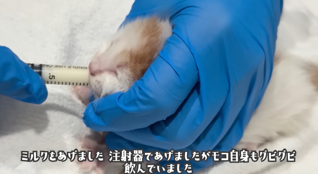 ミルクを飲む子猫