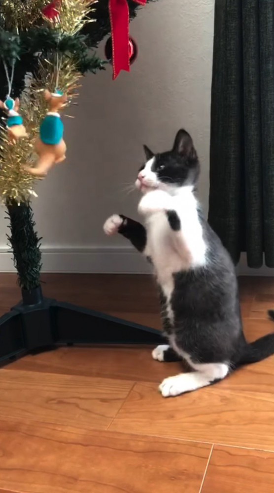遠慮がちにクリスマスツリーのオーナメントにパンチする子猫