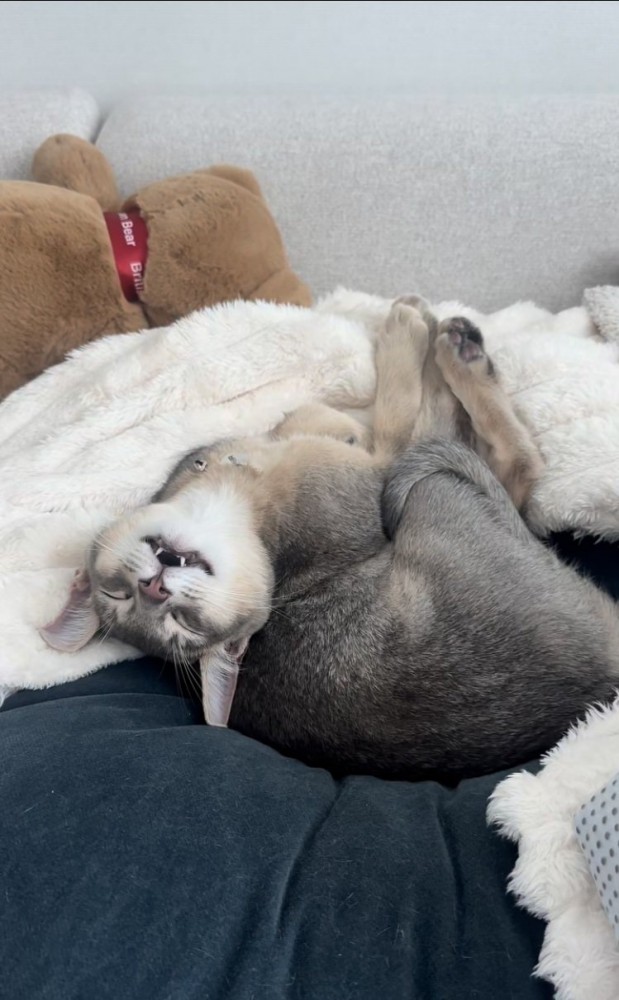 布団の上で眠るアビシニアン