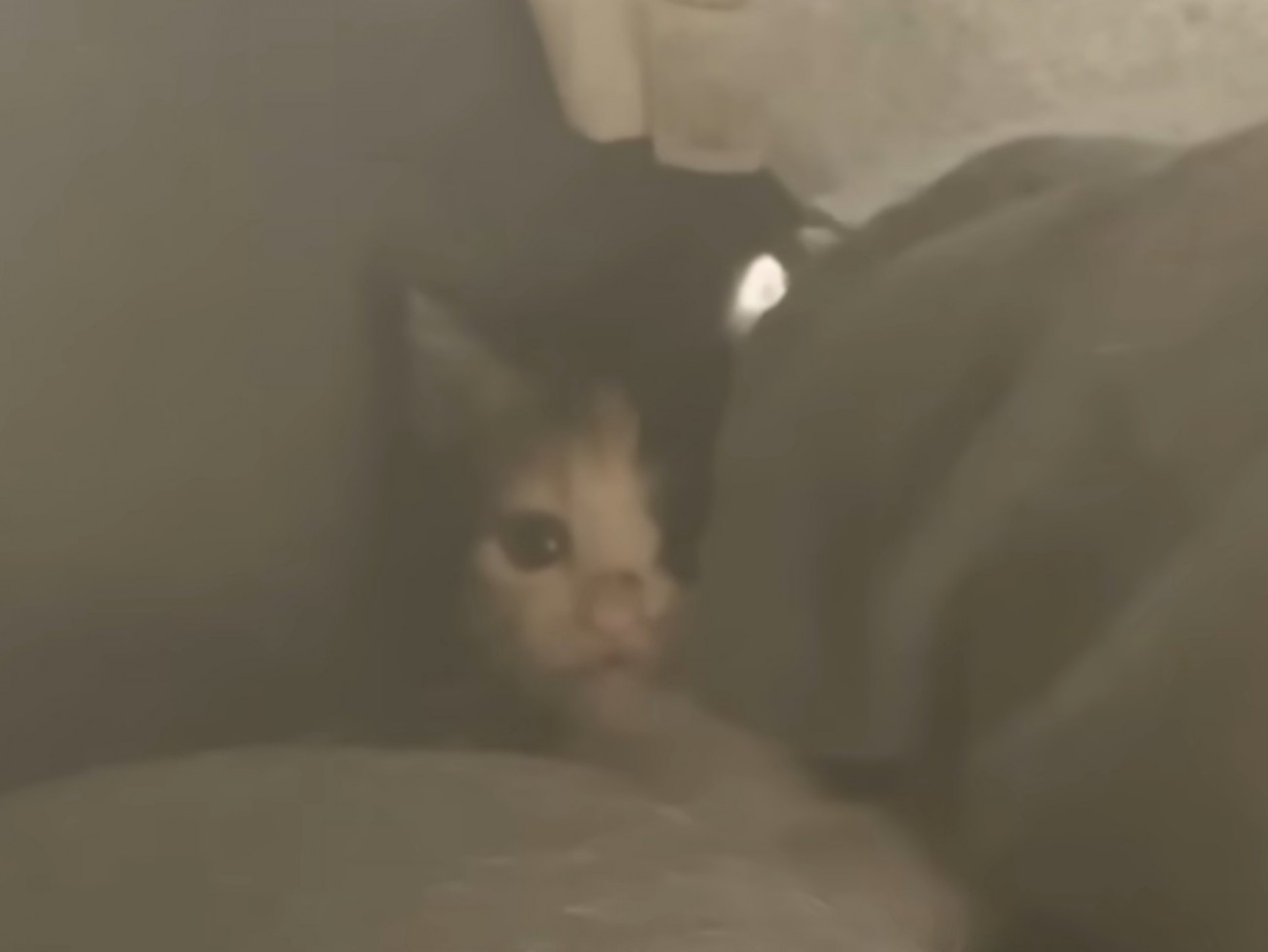 猫ドームの奥に隠れていた三毛猫の子猫