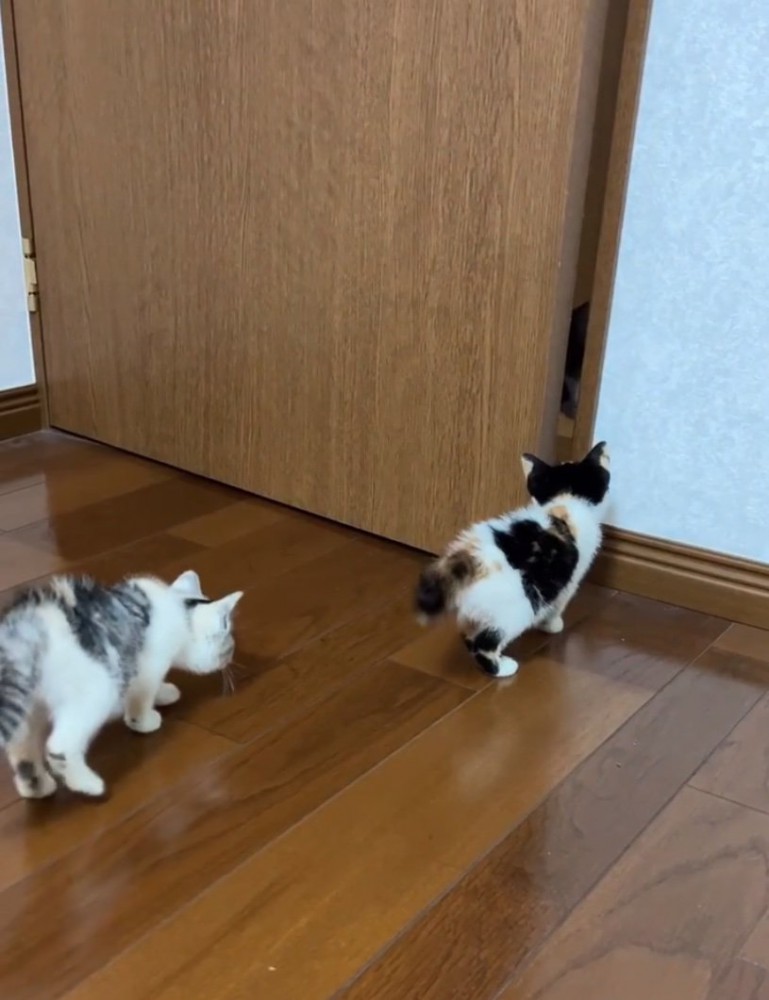 扉へ近づいて行く2匹