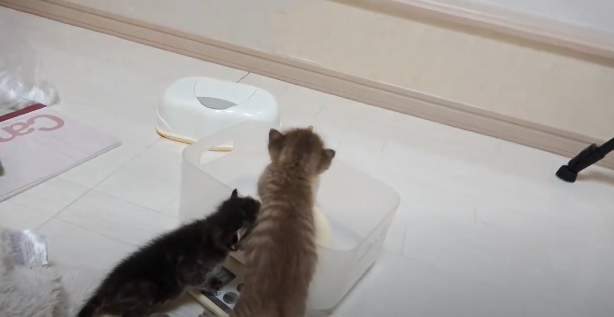透明のケースに近寄る子猫2匹