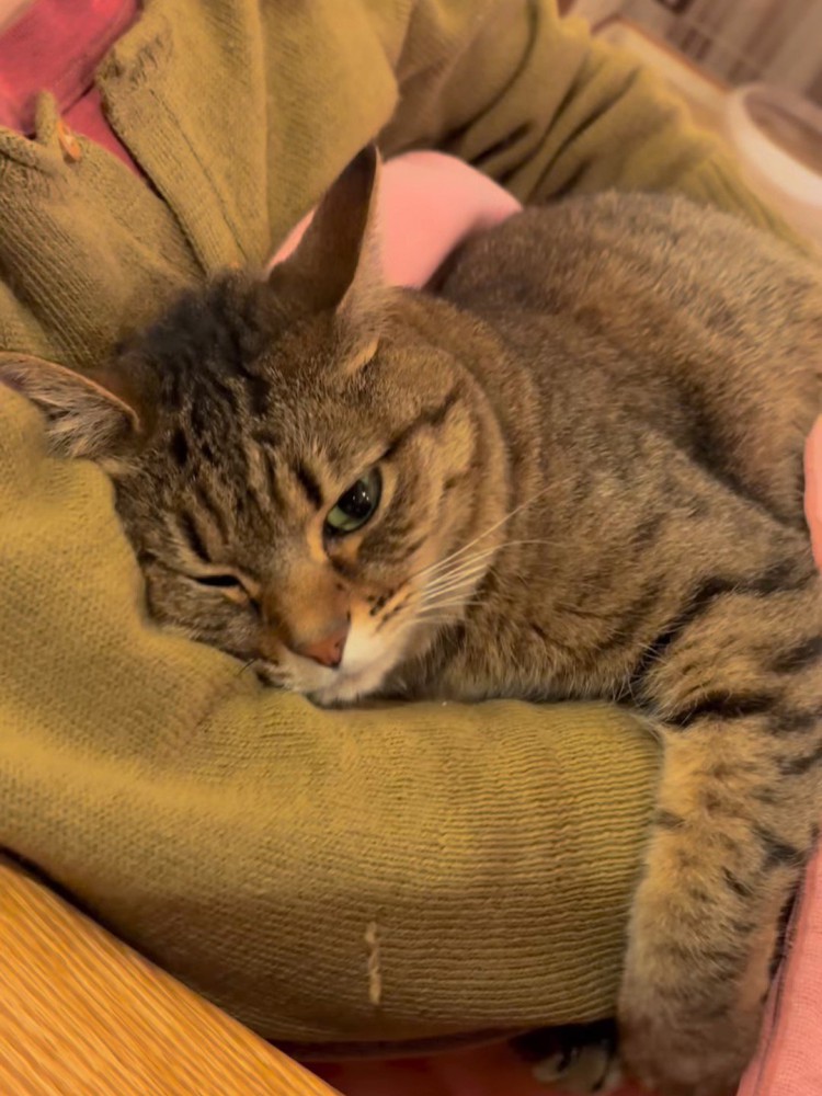 ひざの上にいる猫