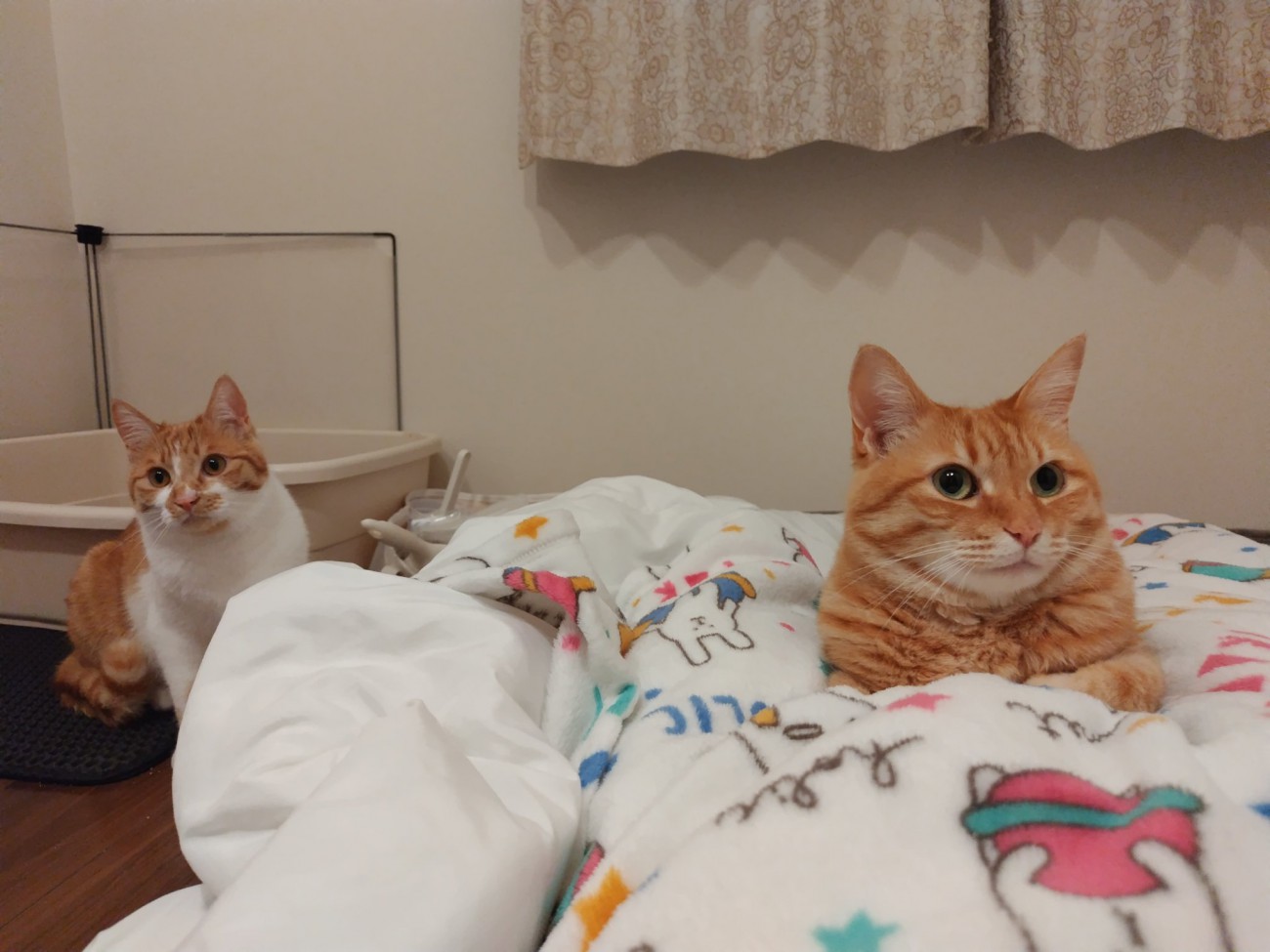 布団の上で香箱座りする猫とそばにすわる猫
