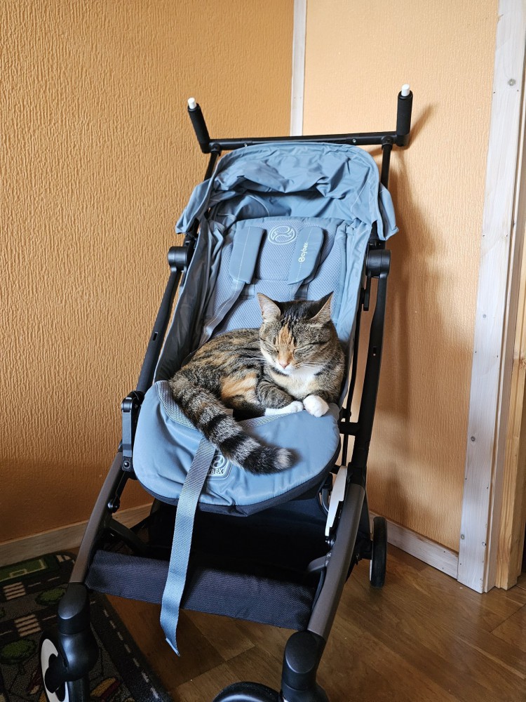 ベビーカーで眠る猫