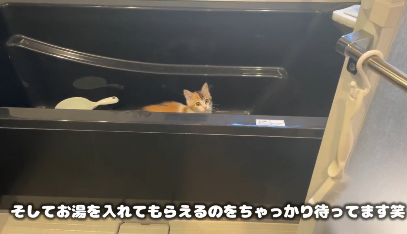 バスタブの中に入っている猫