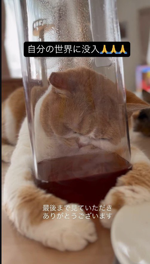 ピッチャーに頭を押し付ける猫