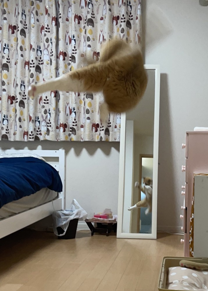 ジャンプする猫