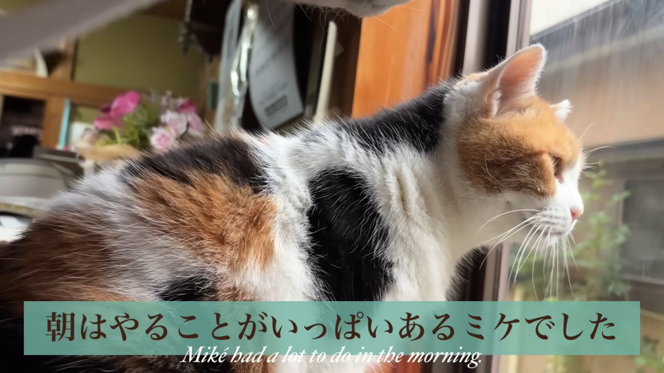 テロップ「朝はやることが～」