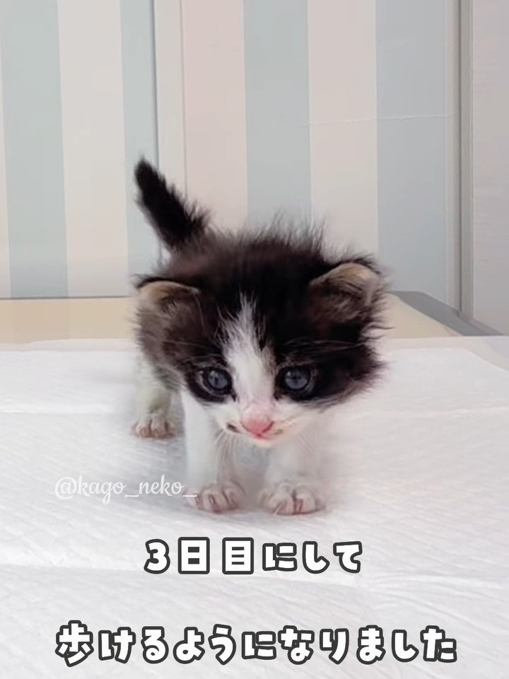 立っている子猫