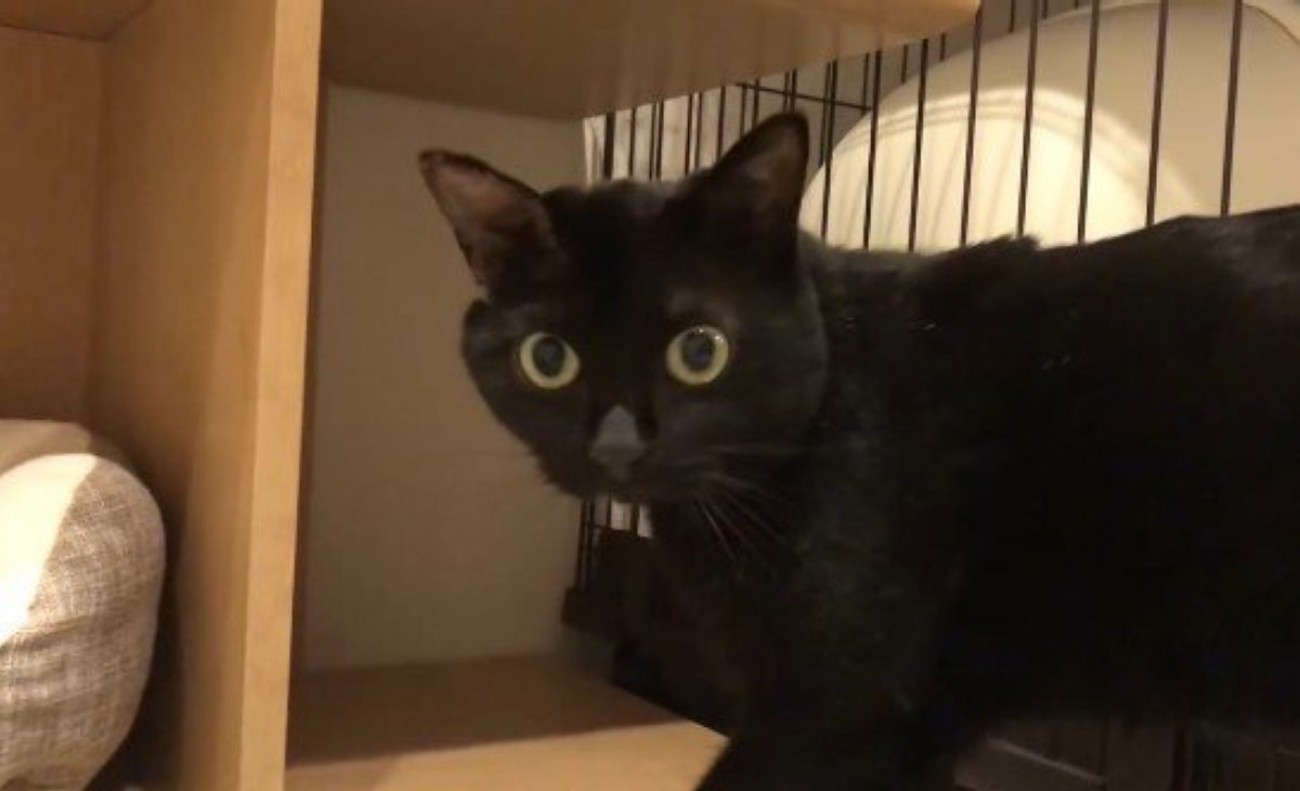 再び振り返る猫