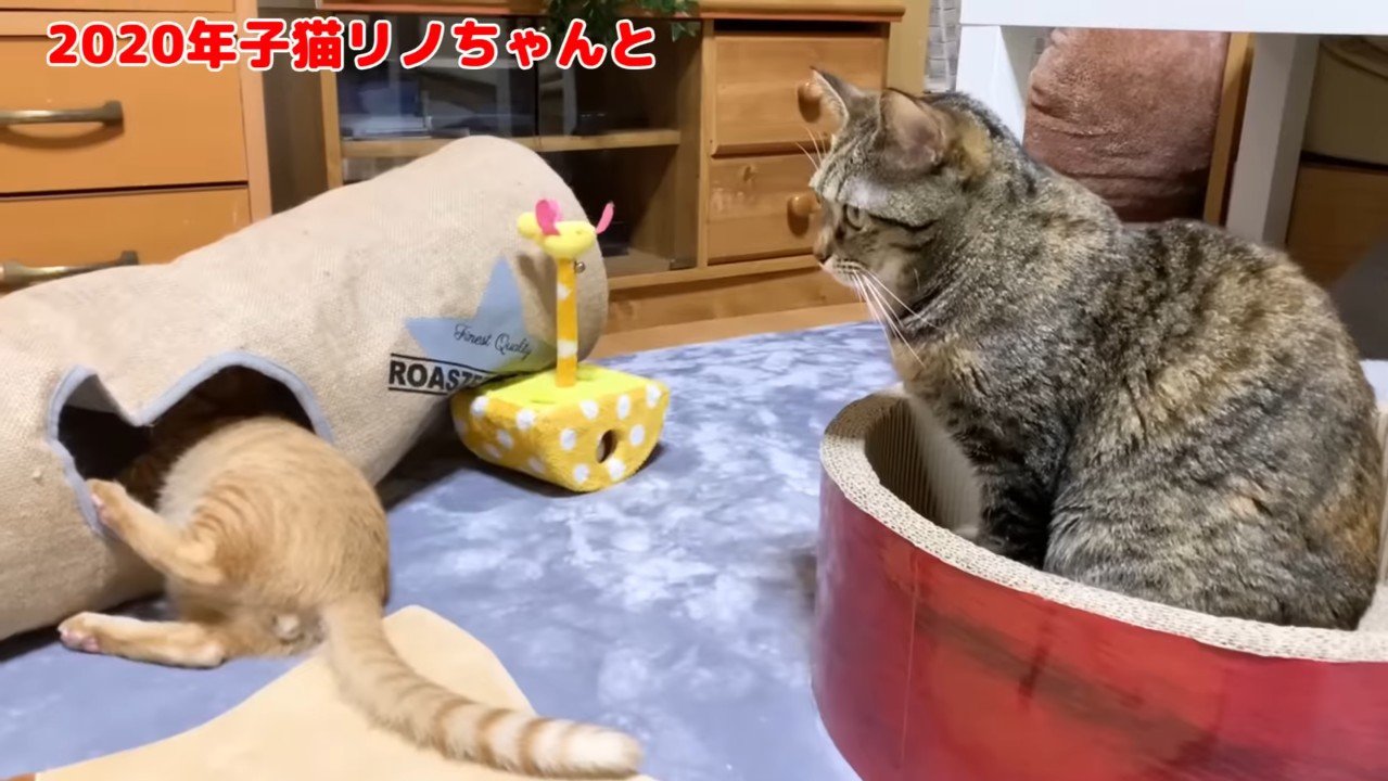 子猫を見つめて