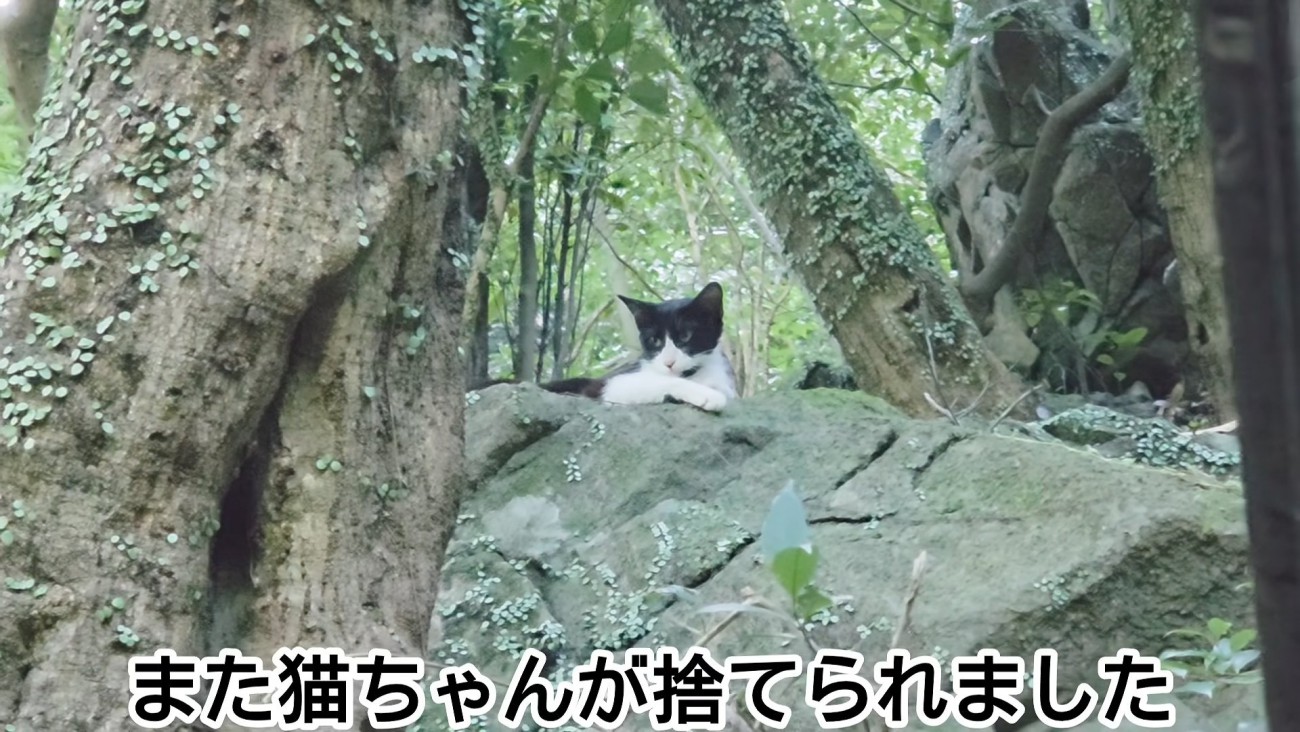岩の上に座る猫