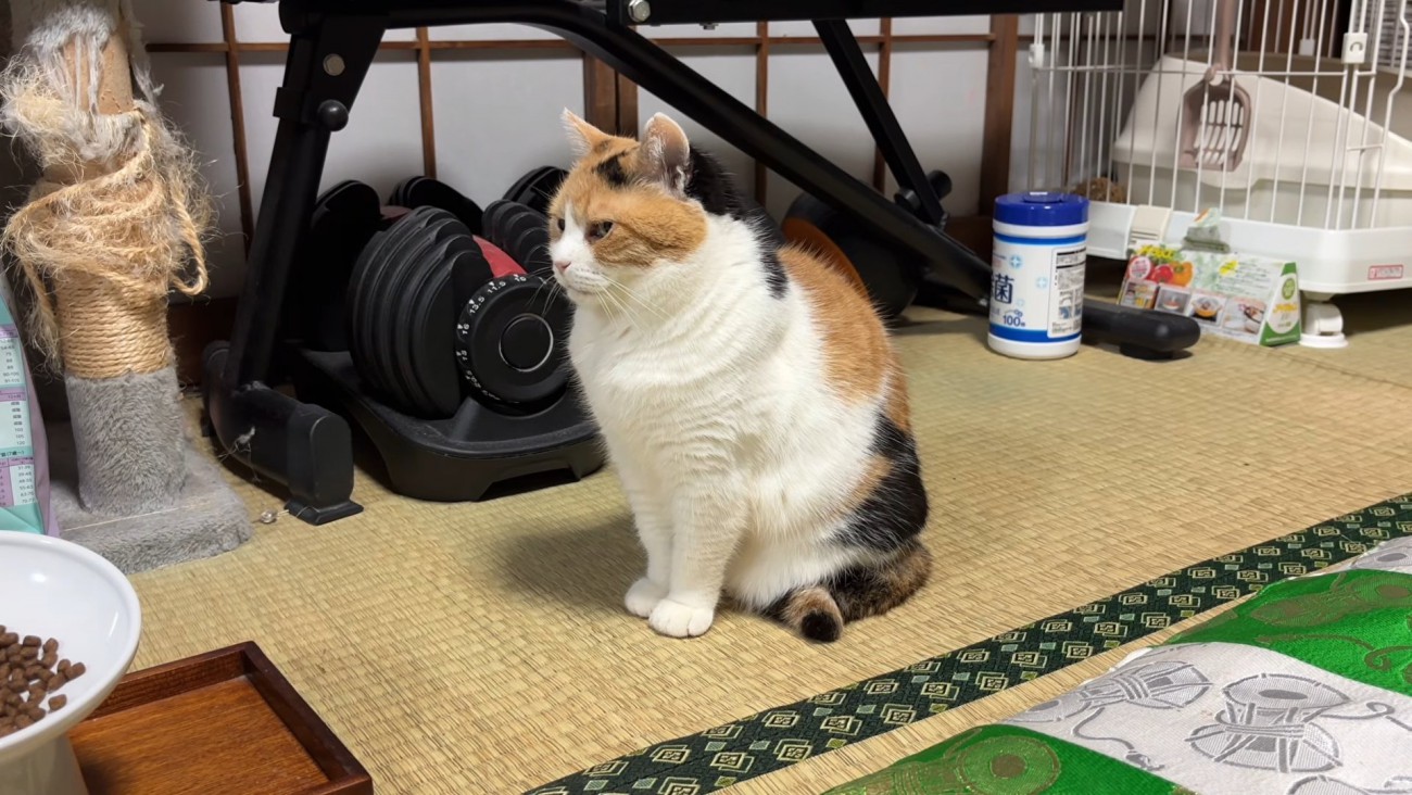 座って前を向く猫
