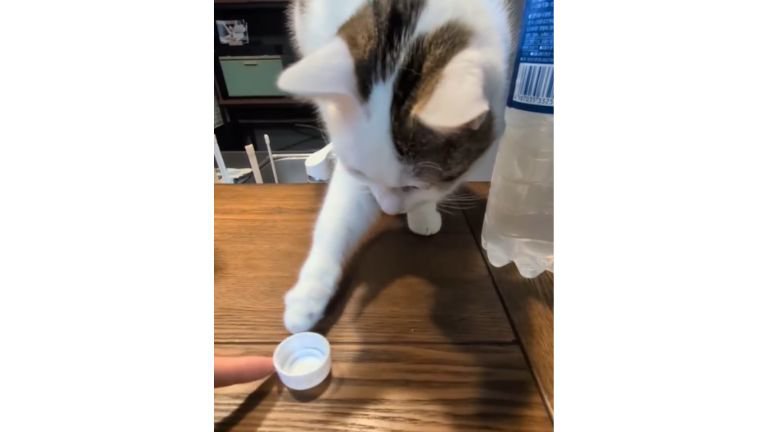 ペットボトルの蓋で遊ぶ猫