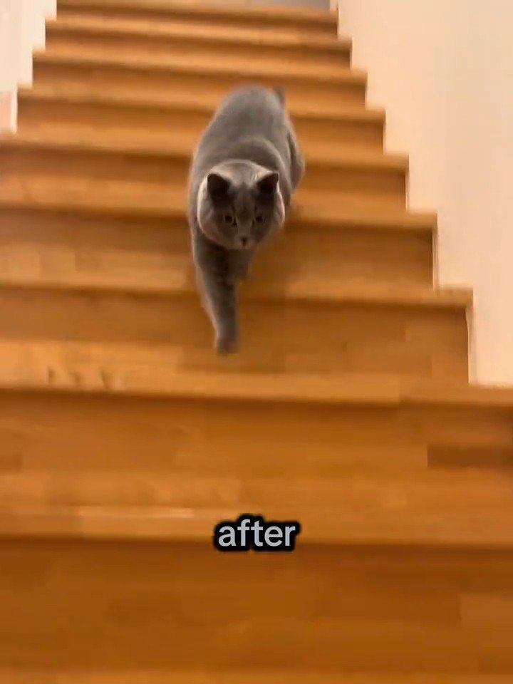 右前足を伸ばして階段を下りる猫