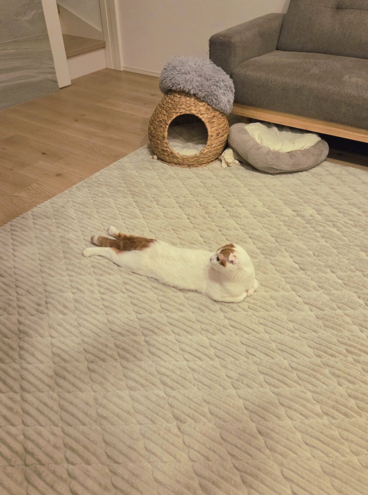 うつ伏せになって真後ろに首を曲げている猫