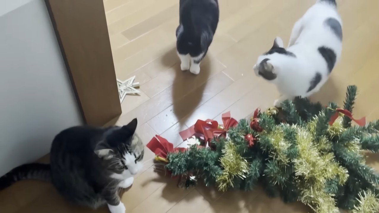 倒れたツリーと3匹の猫さん