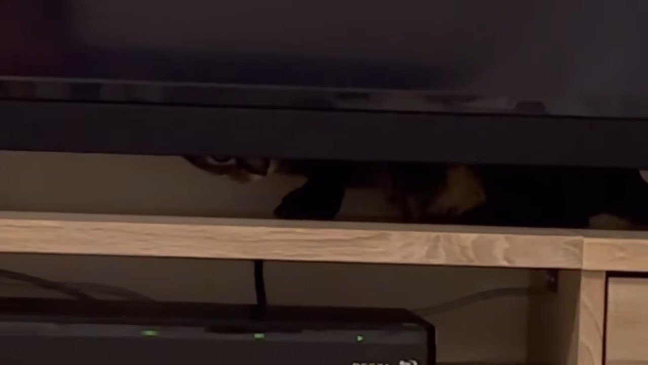 下から覗くももまるちゃん