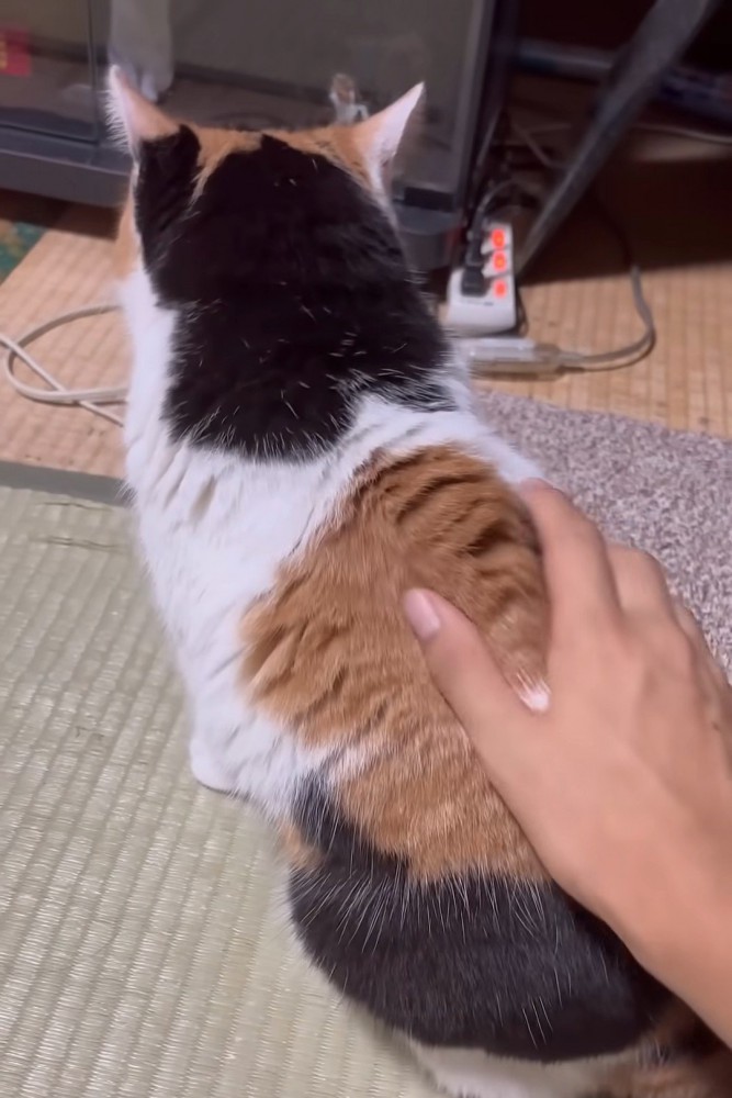 背中をなでられる猫