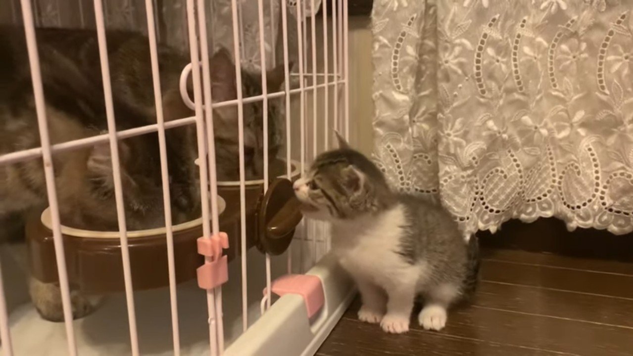 鳴き声を上げて