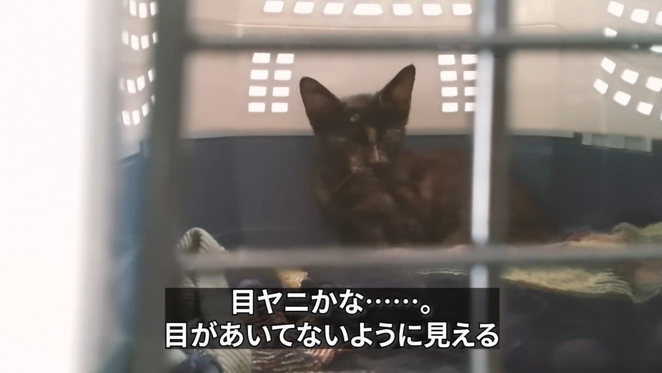 キャリーの奥にいる子猫
