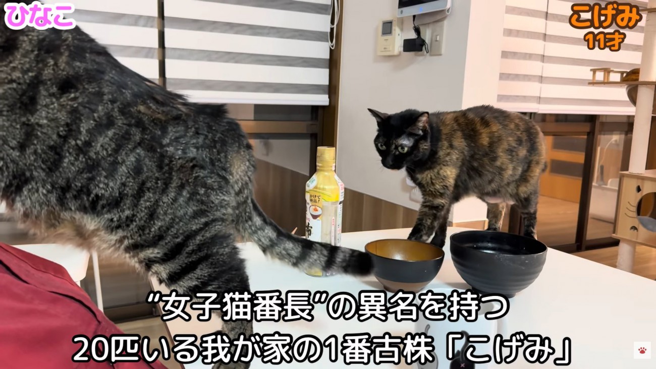 テロップ「“女子猫番長”」