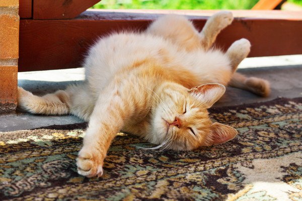 猫が伸びて寝る７つの心理 