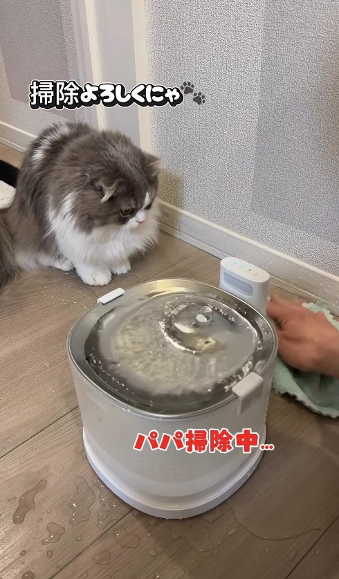 床を拭いている飼い主を見つめている猫