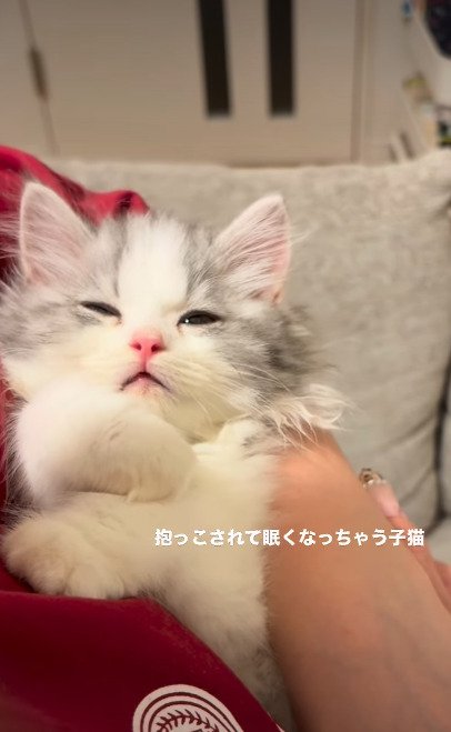飼い主さんの腕の中でうとうとするてん君