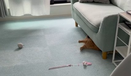 おもちゃを追いかけてソファの下へ滑り込むらむくん