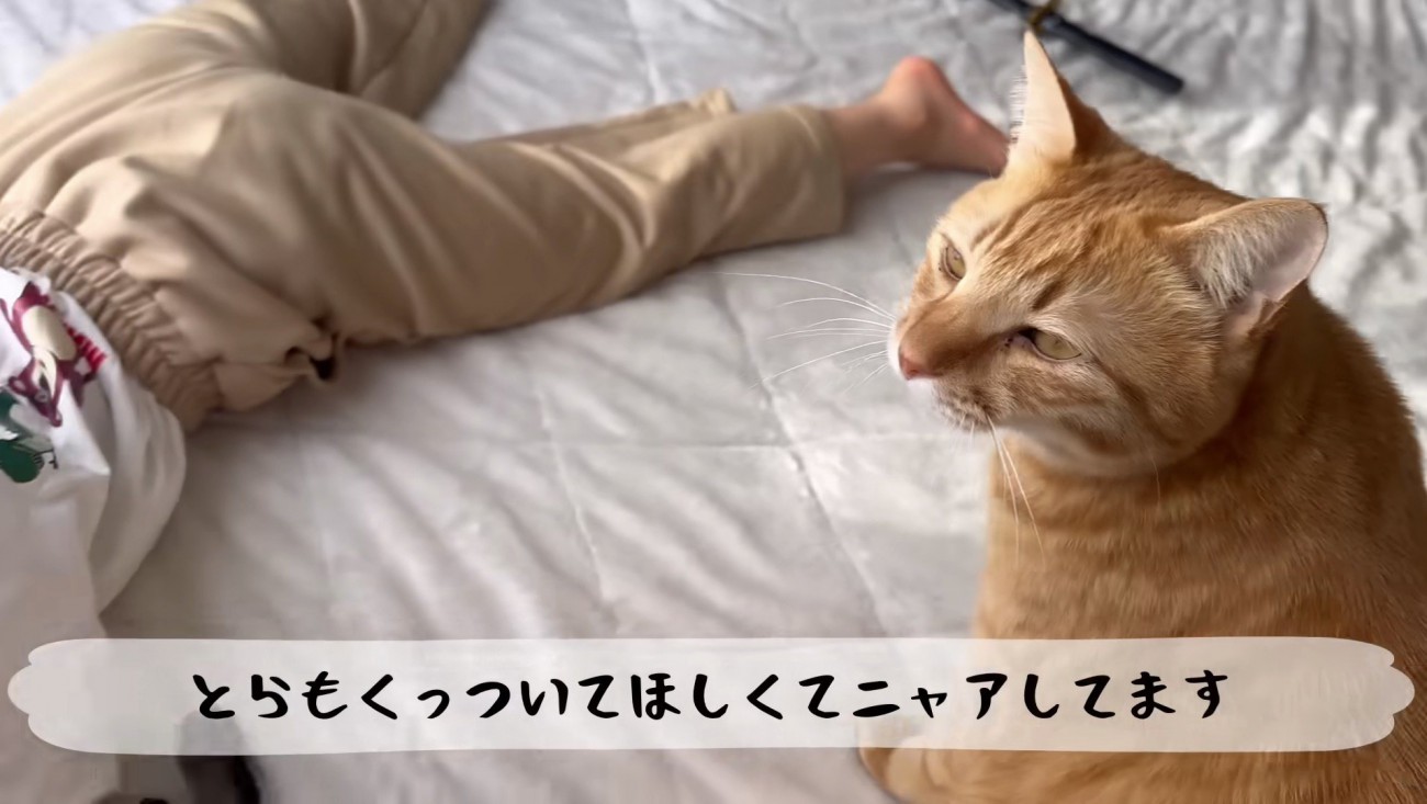 かまってほしいとらまる