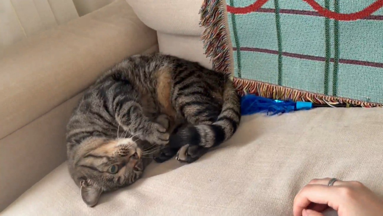 丸くなる猫