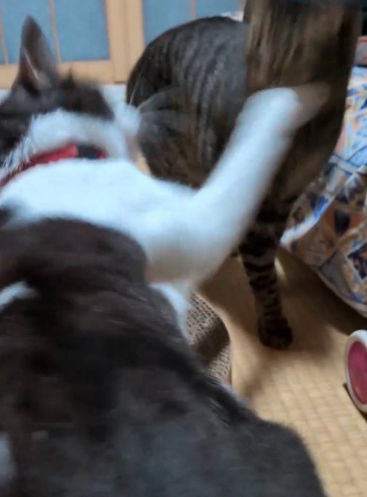 キジトラ猫にパンチするキジ白猫