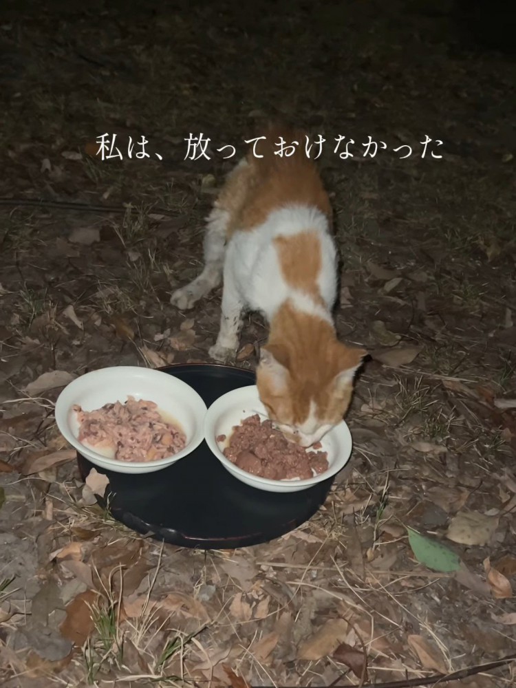 ごはんを食べる猫