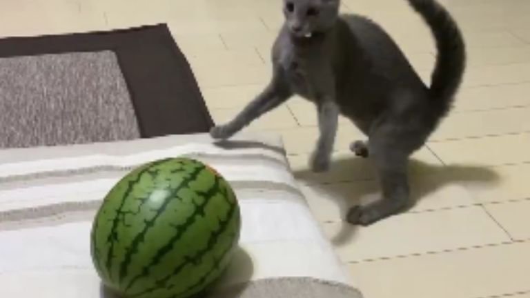 猫とスイカ
