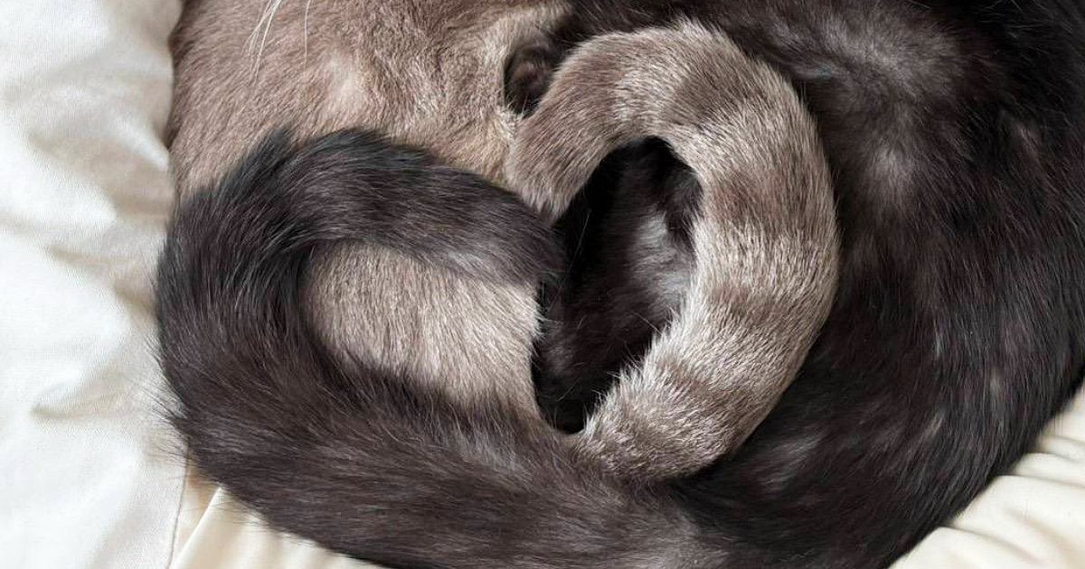 グレーと黒の猫