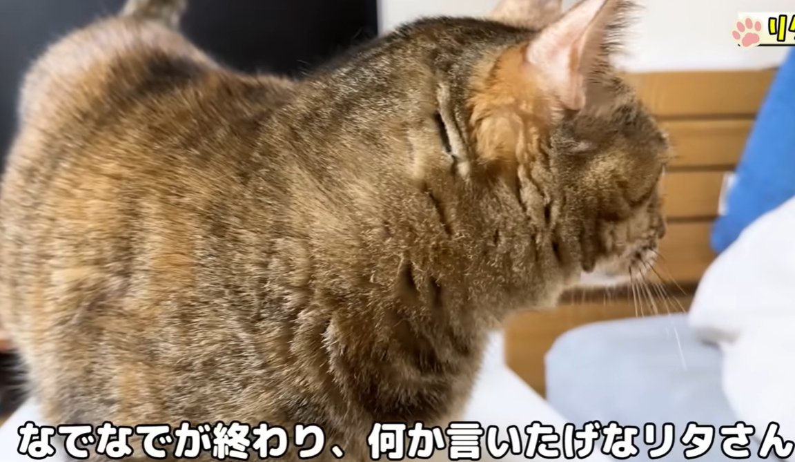 	後ろに振り返る猫（なでなでが終わり、何か言いたげなリタさん）