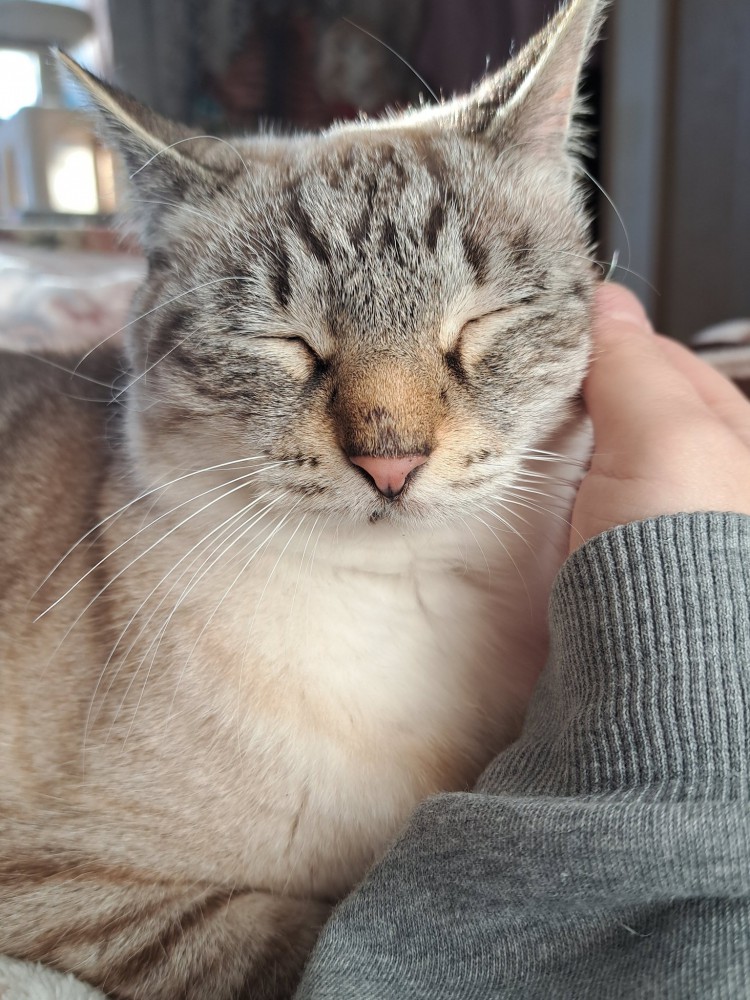 顔をなでられる猫