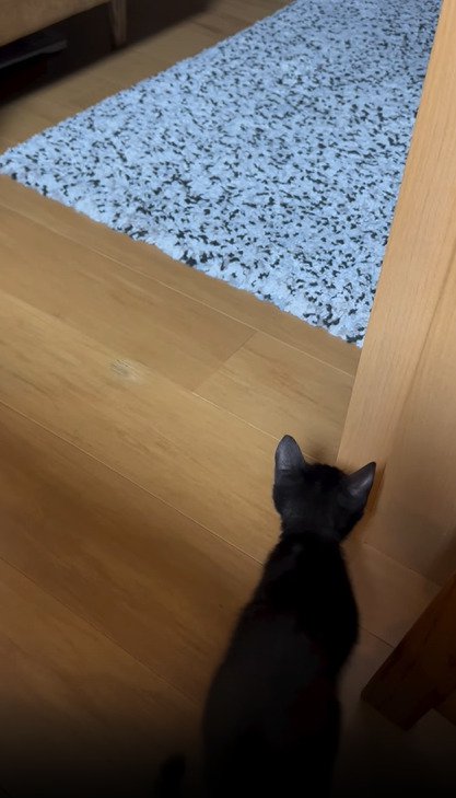 柱に隠れる子猫3