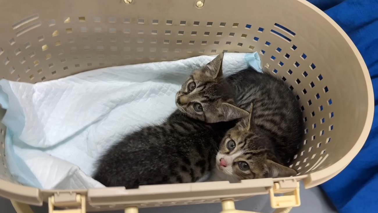 ケージの中の2匹の子猫