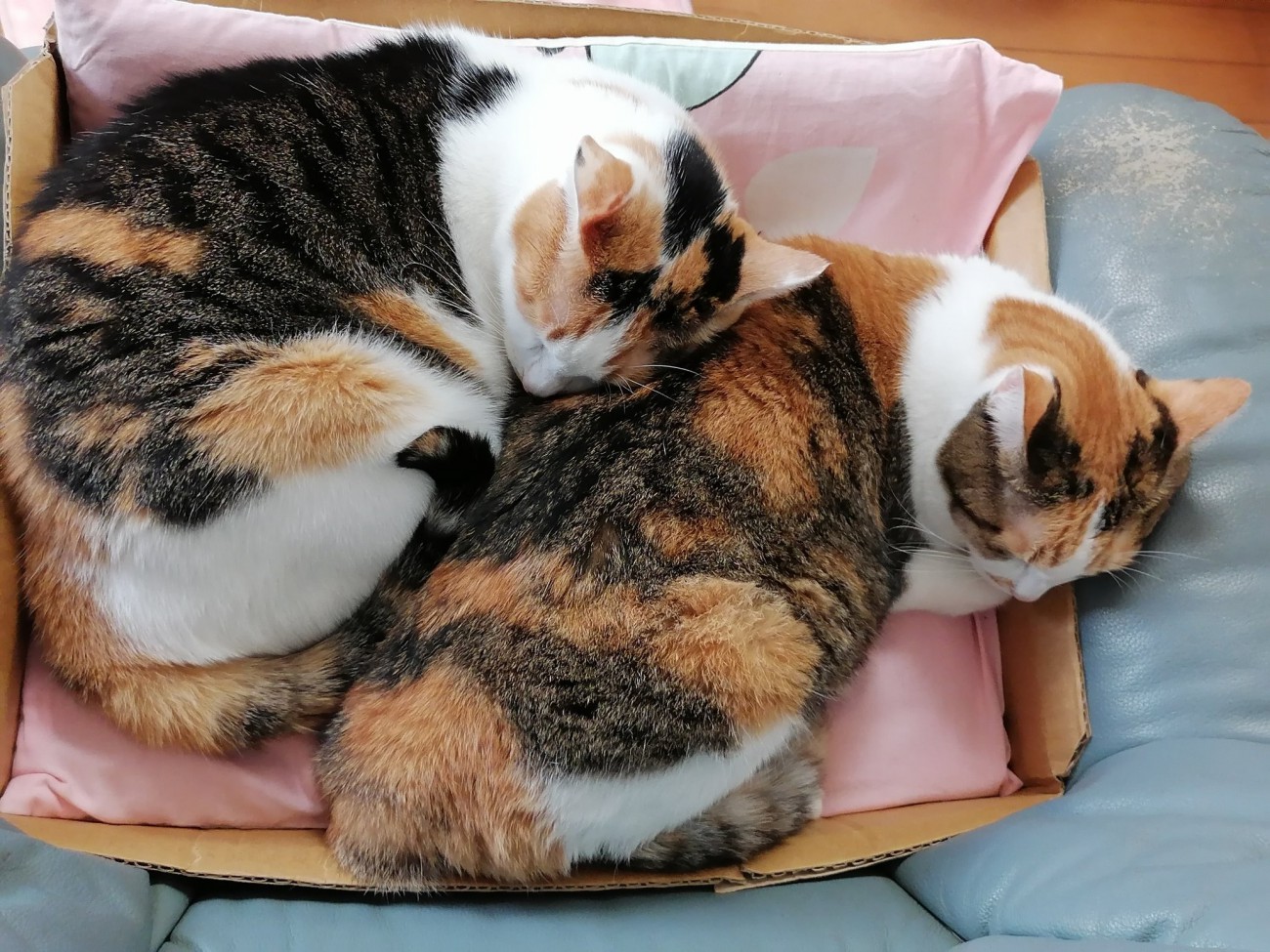 三毛猫姉妹の毛柄が強調されたシンクロ寝