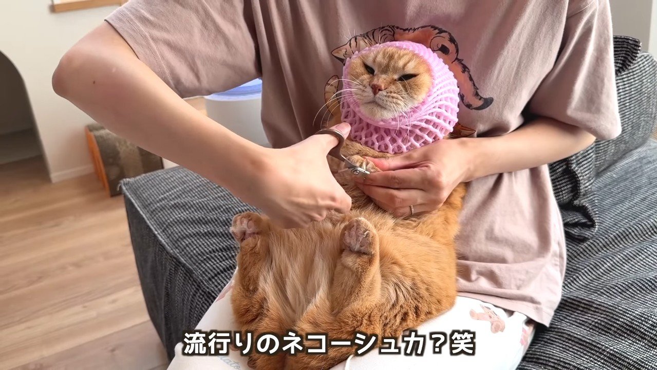 ネコーシュカ？
