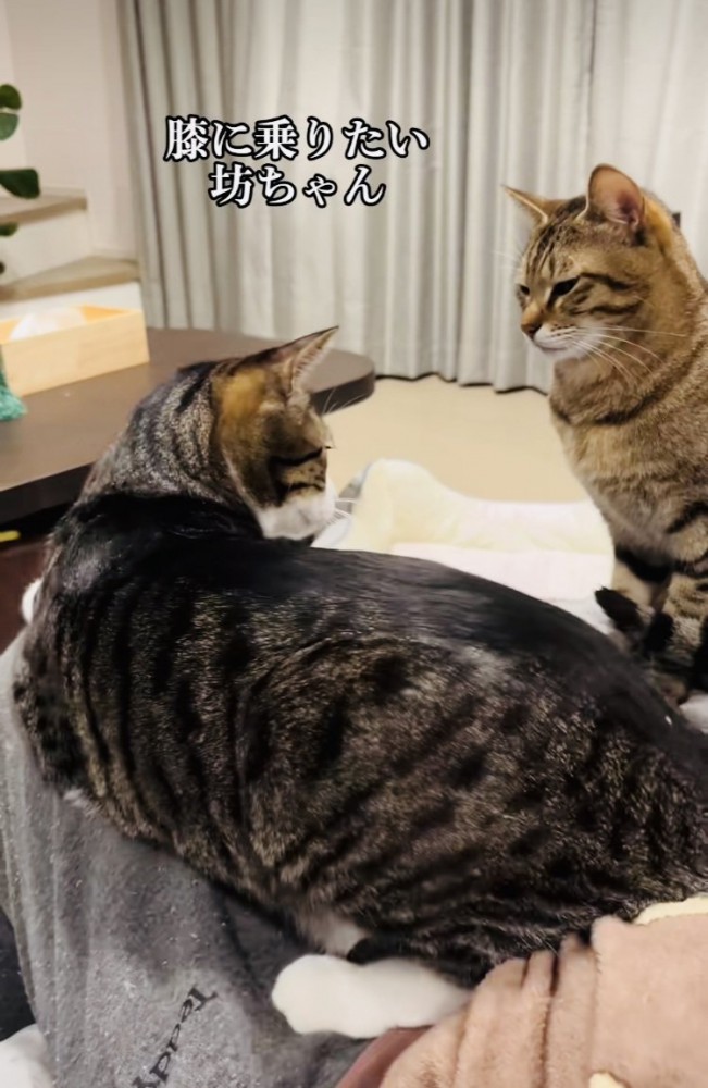 ママの膝の上から移動しようとするキジ白猫と順番を待つキジトラ猫