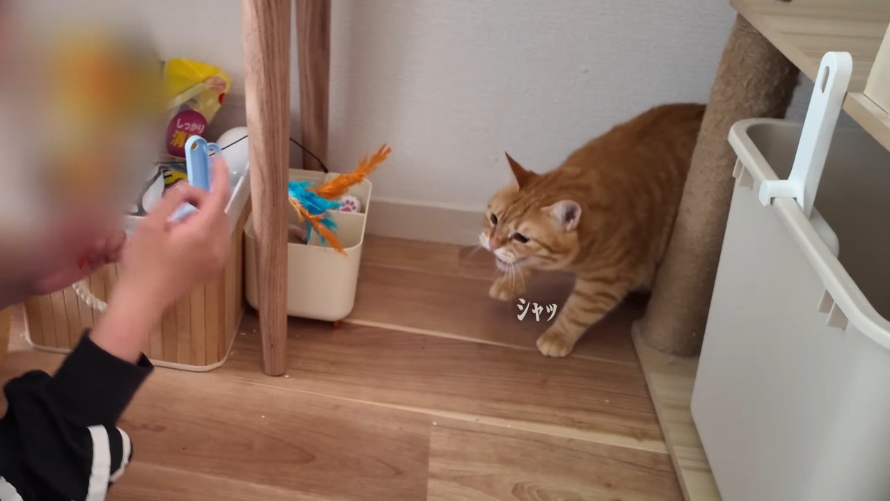 シャッ