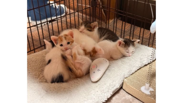 ケージの中の子猫
