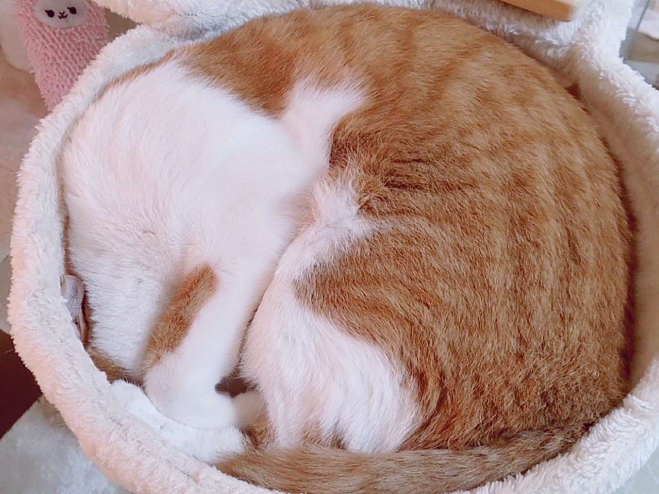 丸くなって寝る猫