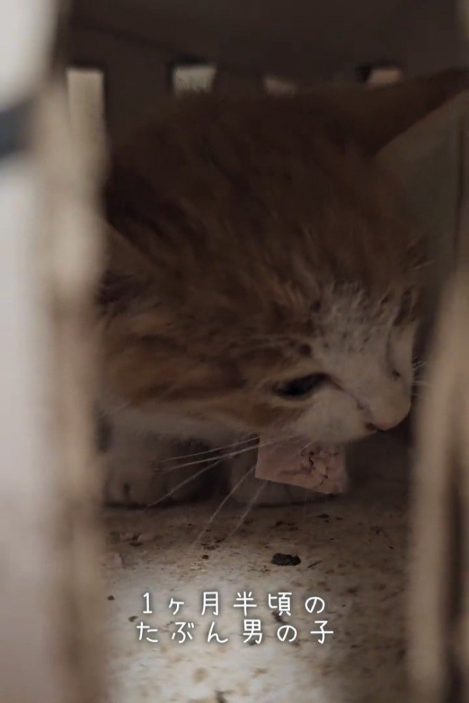食べ物を食べる子猫