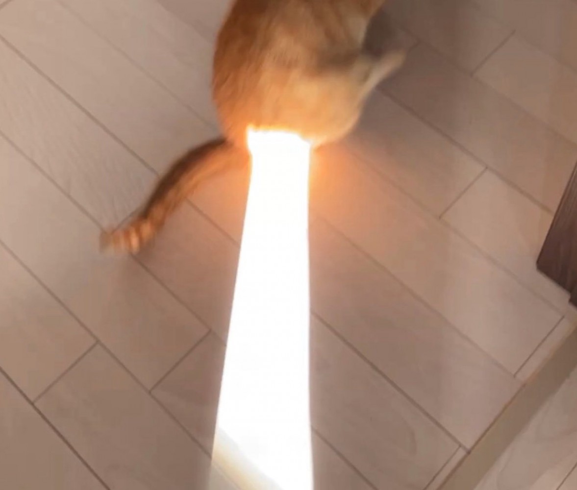 おしりに日光が当たる猫アップ